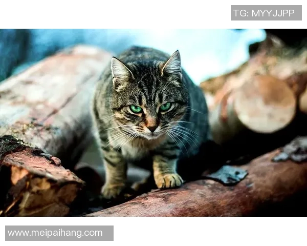 探索PEL野猫的独特魅力与生态价值,揭示其在自然界中的重要角色与保护意义 探索PEL野猫的独特魅力与生态价值,揭示其在自然界中的重要角色与保护意义