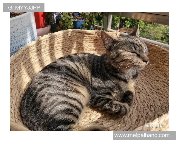 野猫十杀:探寻城市野生猫咪的生存智慧与人类的和谐共处之道 野猫十杀:探寻城市野生猫咪的生存智慧与人类的和谐共处之道